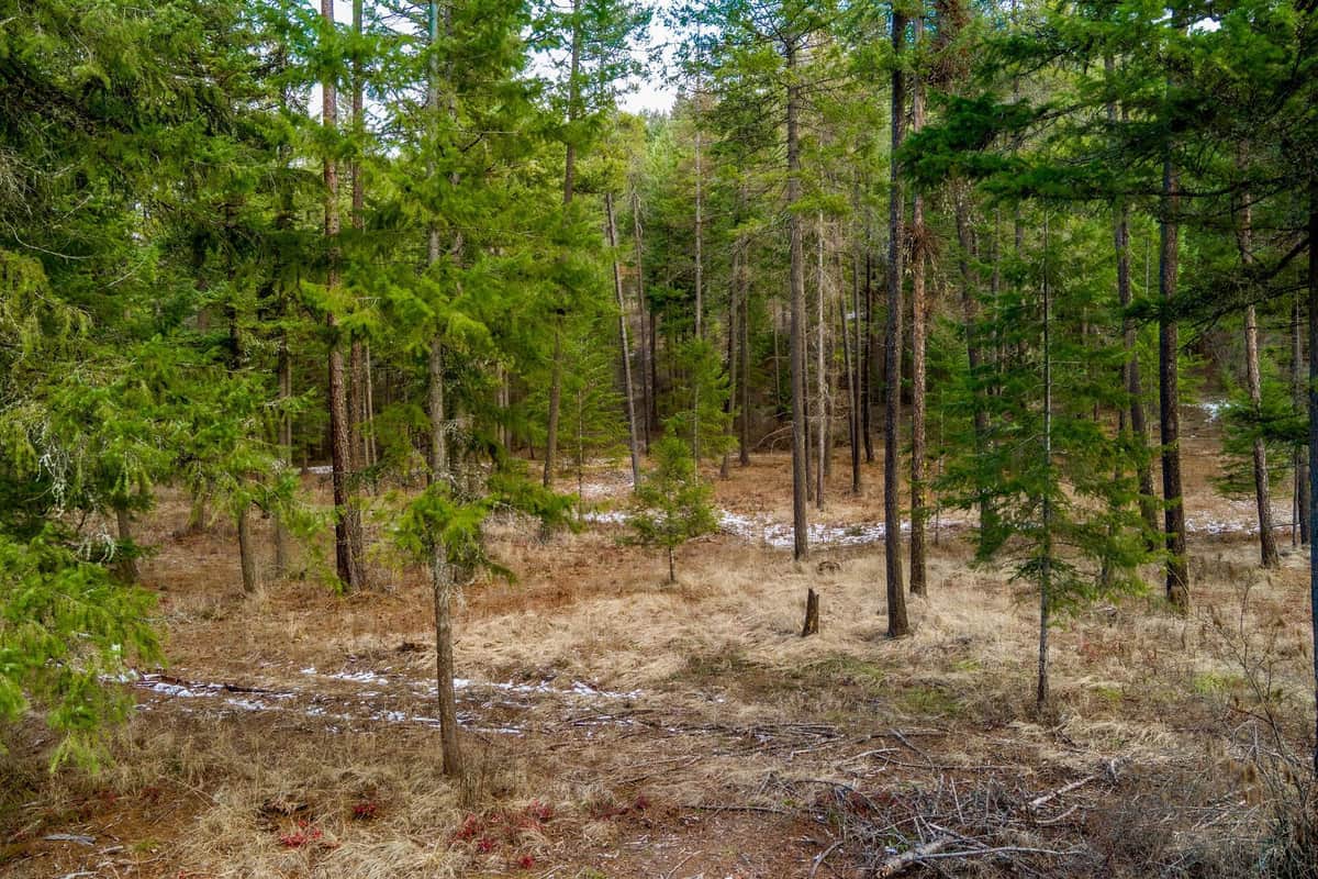 2559 United Copper Mine Rd thumbnail 9