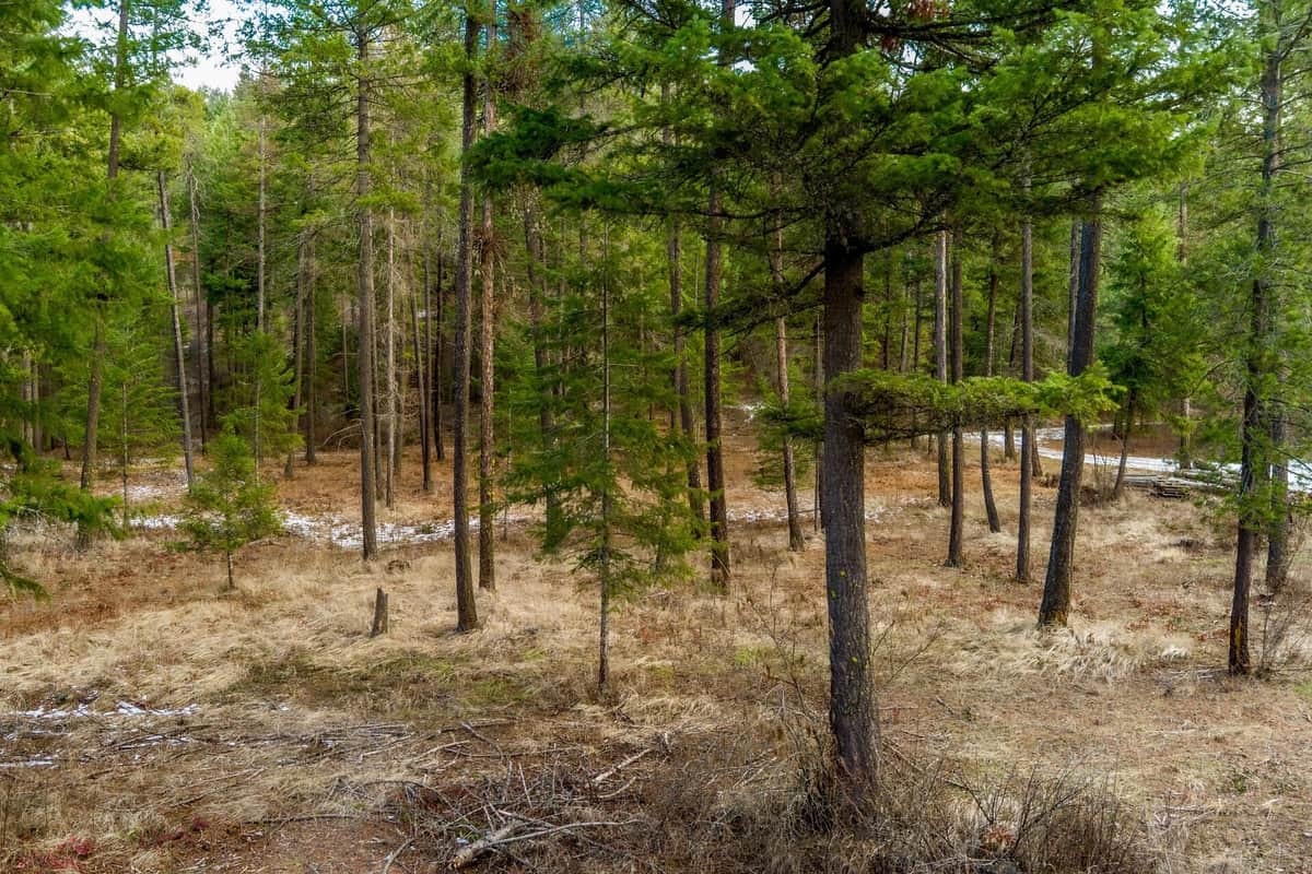 2559 United Copper Mine Rd thumbnail 30
