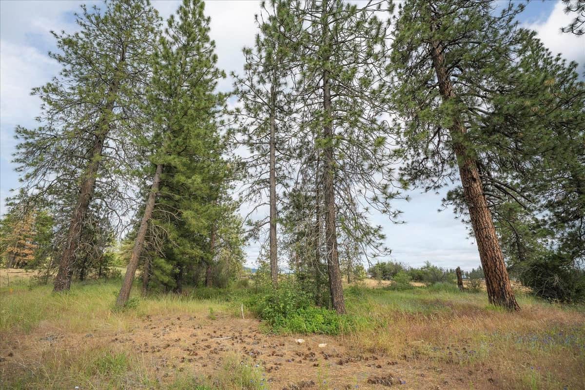 3819 W Cliffside Ln thumbnail 10
