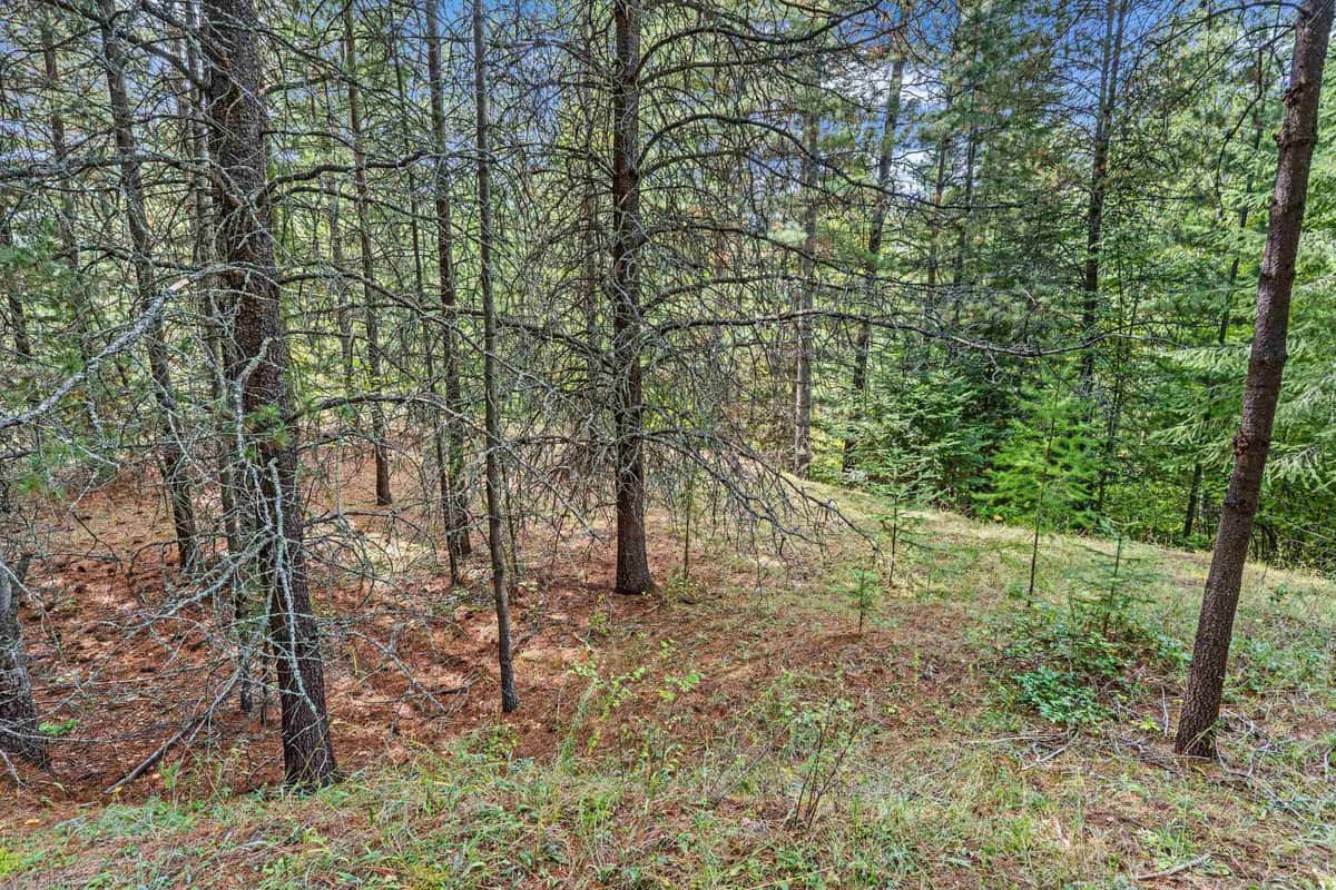 220 Catamount Ridge Ln thumbnail 24